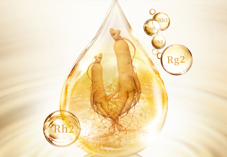 癌癥病人服用人參皂苷,有助于提高免疫力