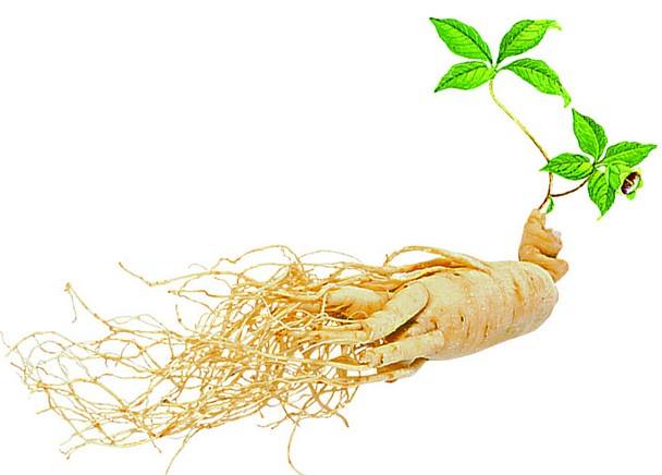 秋冬季節(jié)保健養(yǎng)生，能服用人參皂苷嗎？