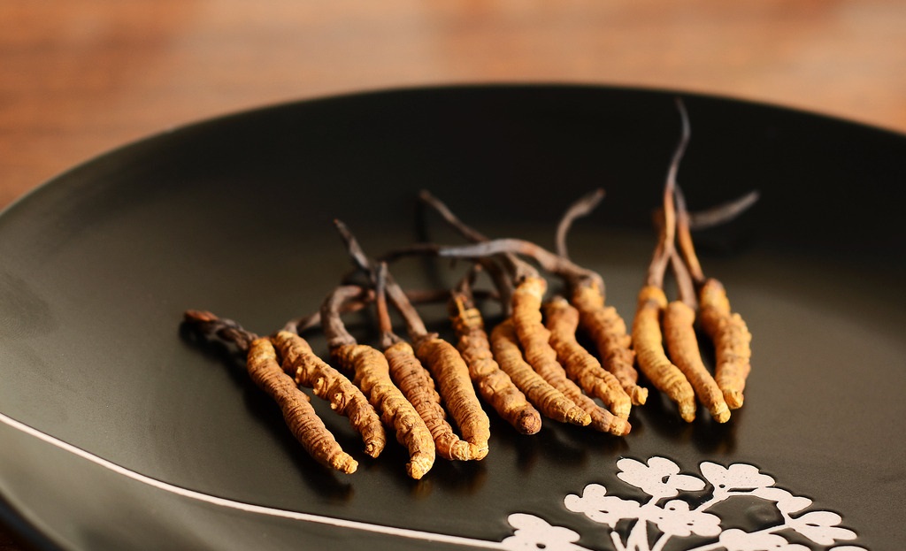 天氣冷了保護身體，冬蟲夏草趕緊備上