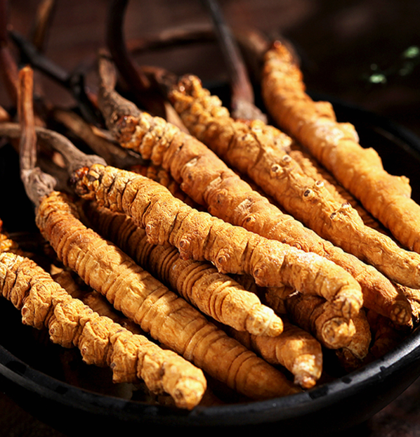 冬蟲夏草的營養(yǎng)價(jià)值就在這七大作用