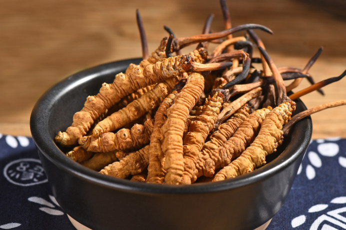 古今中外的研究：關于冬蟲夏草的研究