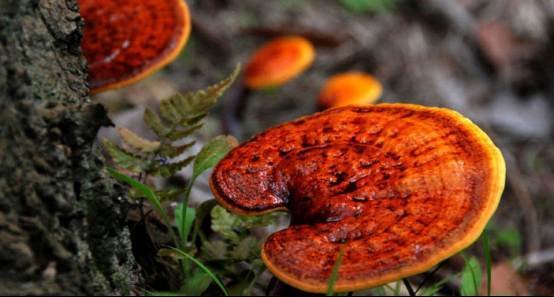 靈芝孢子粉的正確服用時(shí)間