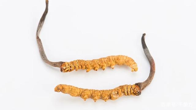 為何冬蟲夏草能夠流傳至今？