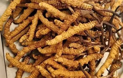 冬蟲夏草那么多種吃法，哪種才能發(fā)揮作用？