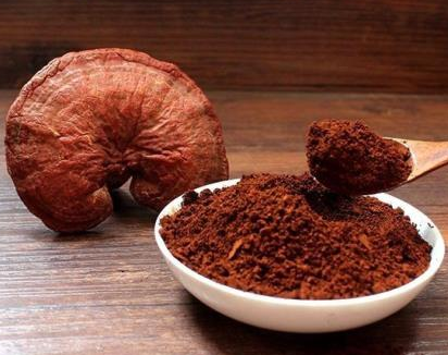 科普：靈芝的精華竟然是它？漲知識了