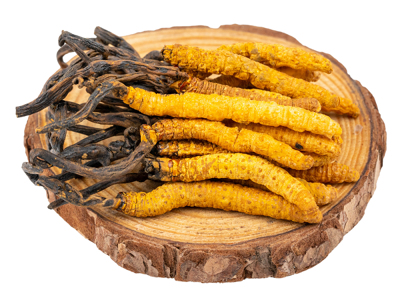 聽說蝙蝠蛾擬青霉與冬蟲夏草有關(guān)？是真的嗎