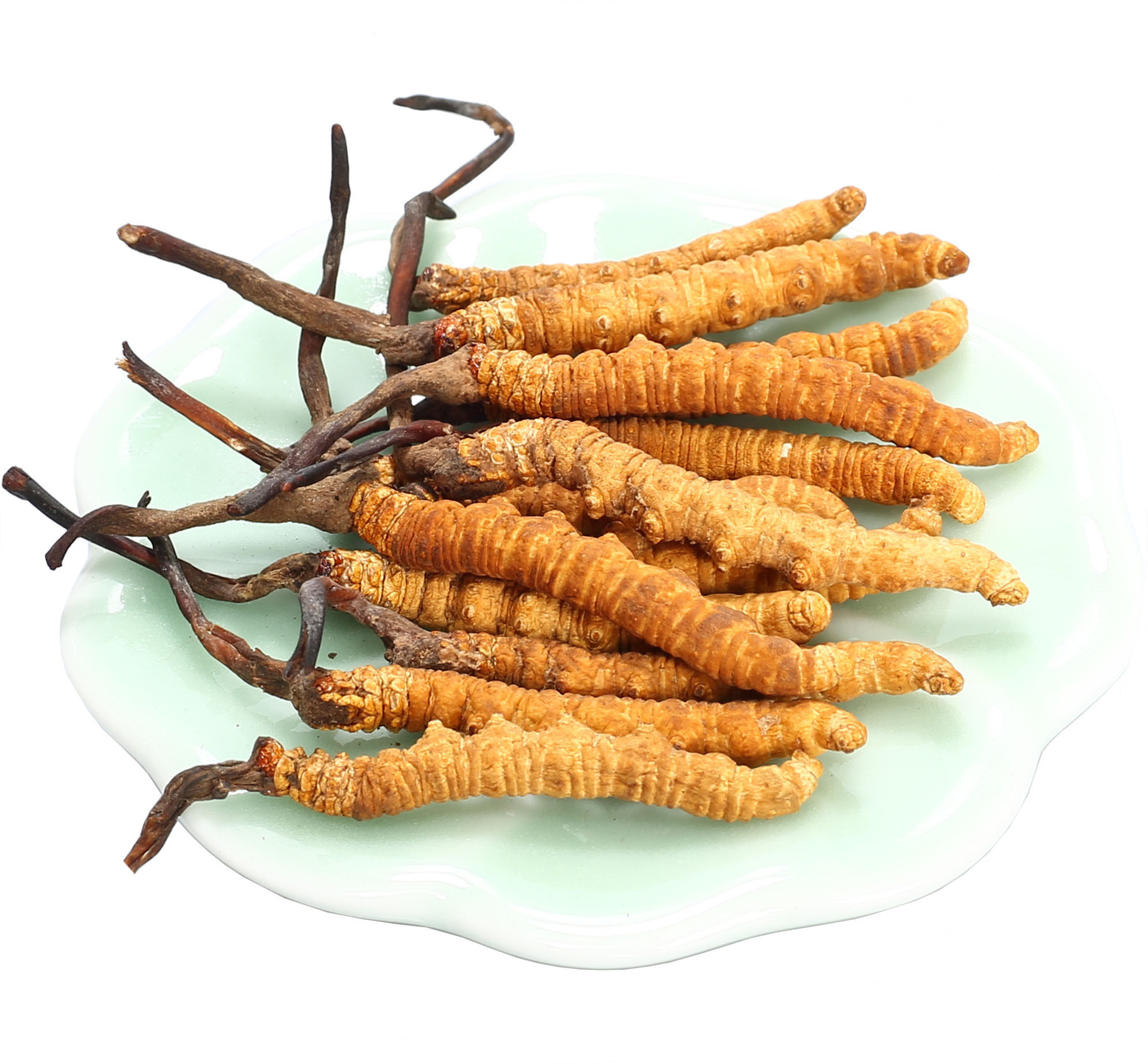 蝙蝠蛾擬青霉菌，高科技工藝開辟保健新思路