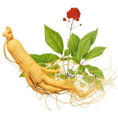 長期吃人參皂苷有什么副作用嗎？