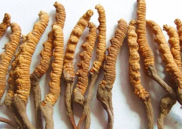 想要提升免疫力，蝙蝠蛾擬青霉菌來(lái)助力