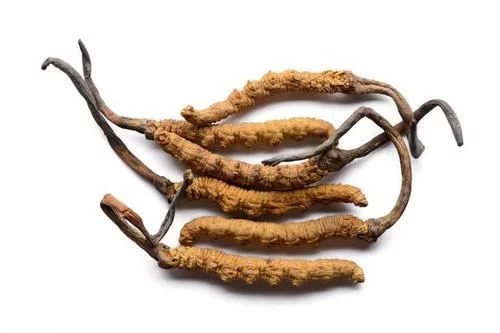 冬蟲(chóng)夏草真的能抗癌嗎？