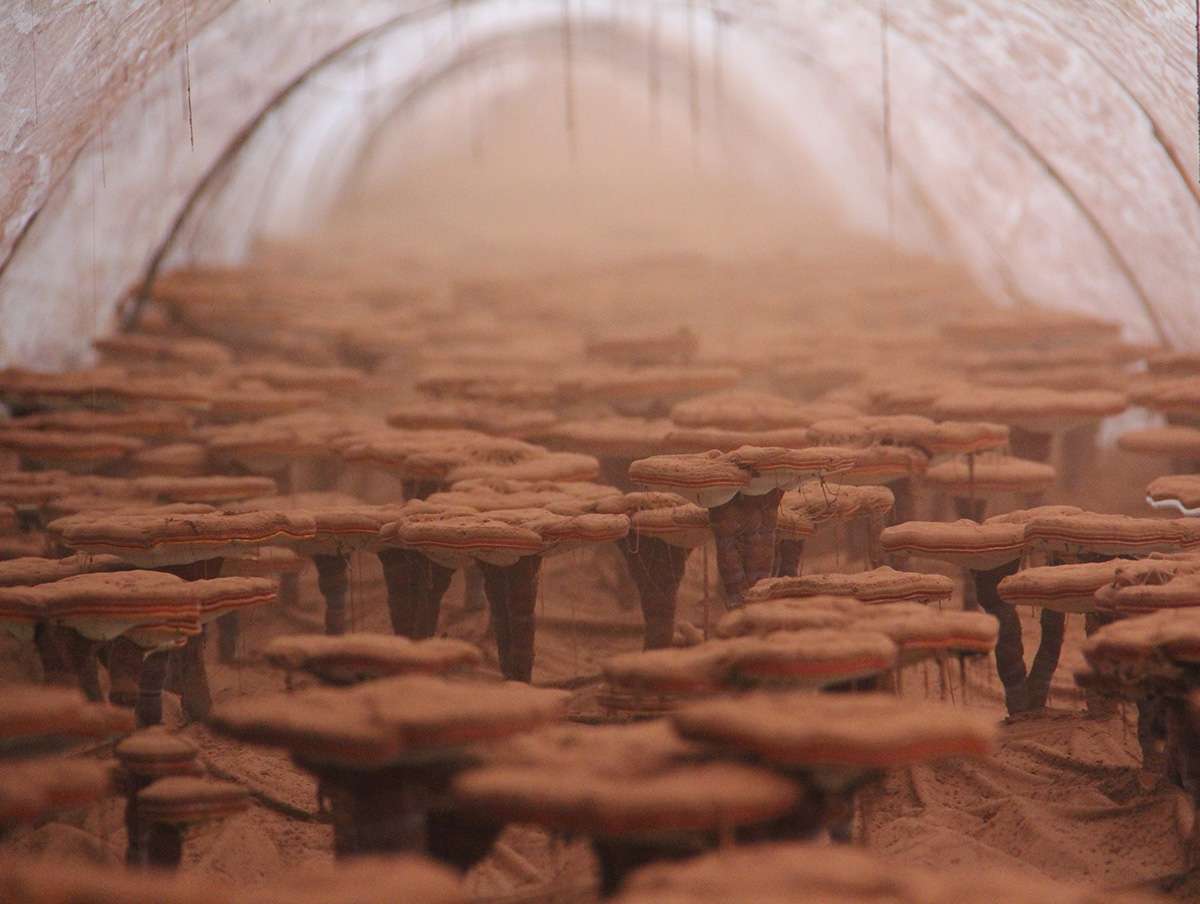 服用靈芝孢子粉的講究，了解一下