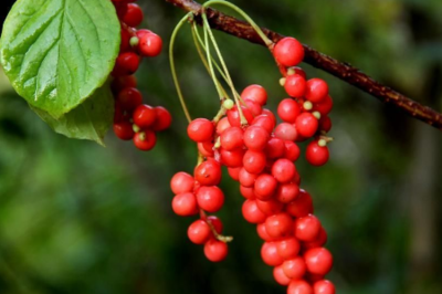 五味子具有保健作用，經(jīng)常吃，會(huì)有這些好處