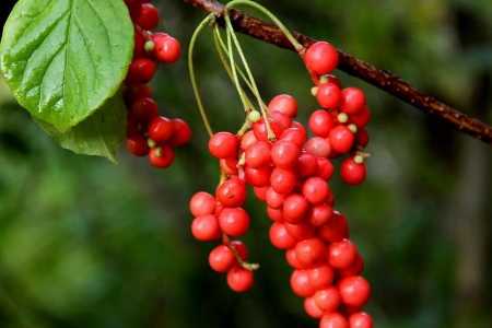 對于血壓較高的人來說，還可以多食用五味子！