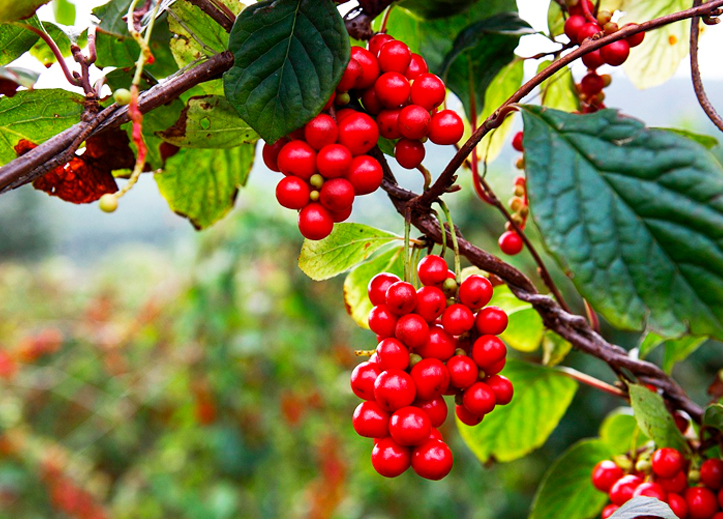 五味子：入五臟補氣，五行相生濟