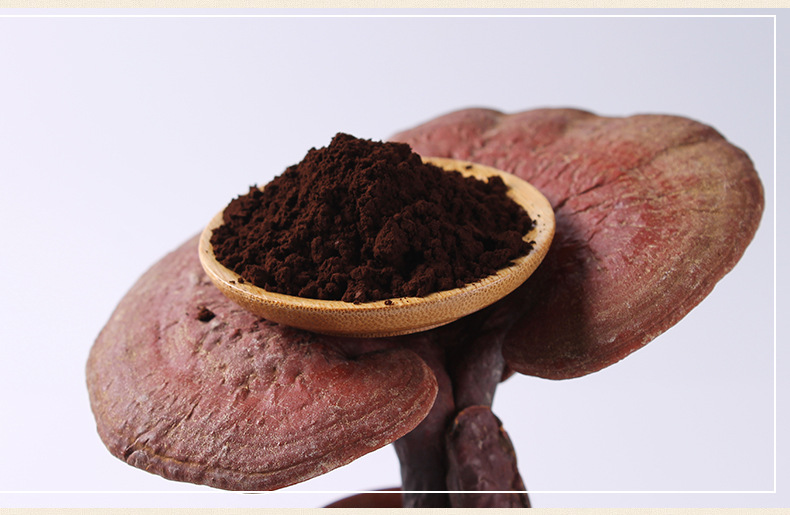 靈芝——千年“仙草”