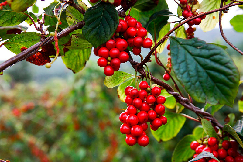 五味子：入五臟補(bǔ)氣，五行相生濟(jì)