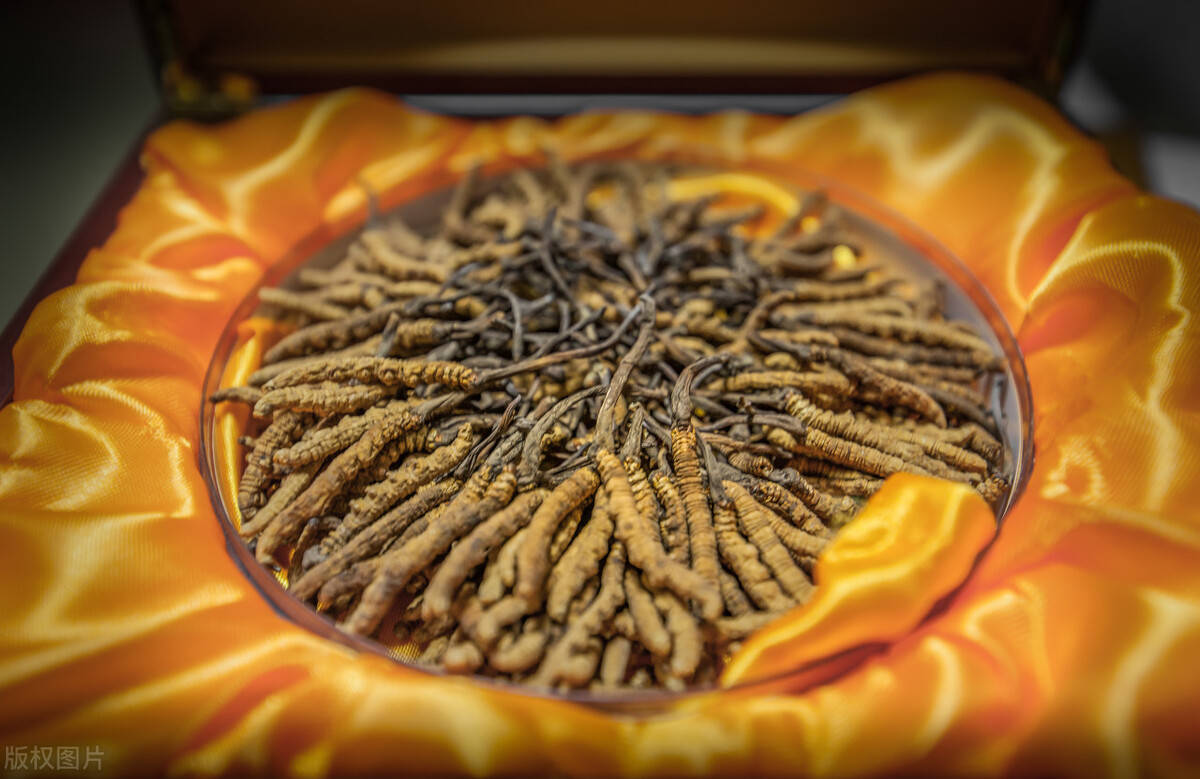 什么樣的人適合吃蟲草？