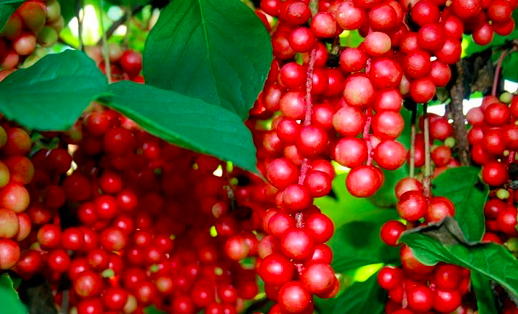 五味子真的可以保護肝臟嗎？