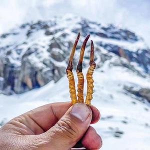 冬蟲夏草對腫瘤有哪些作用，你知道嗎？