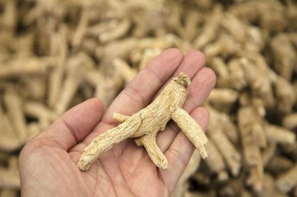 中醫(yī)：西洋參除了補氣還能補什么？