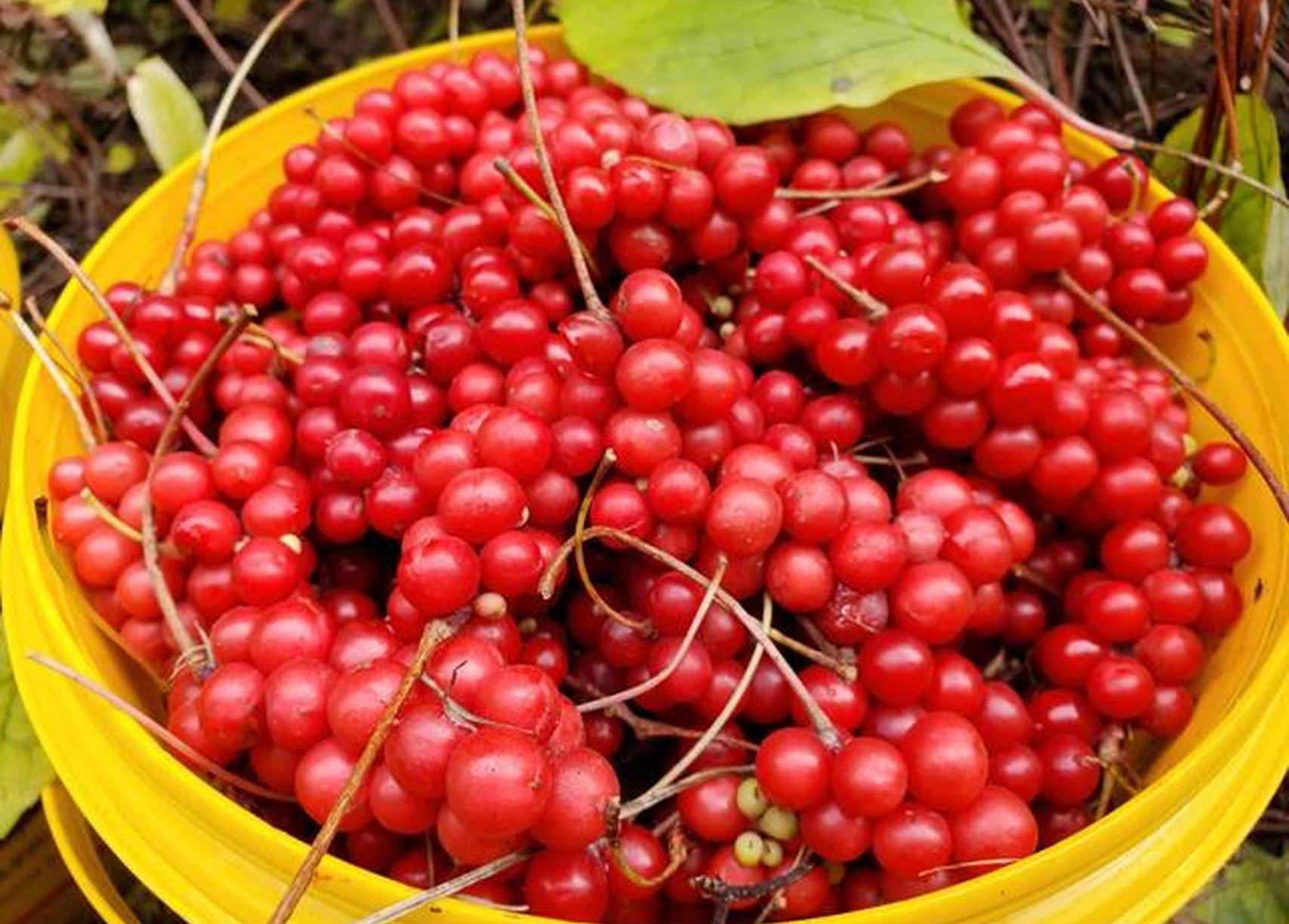 每天一把五味子，身體會(huì)發(fā)生什么變化？